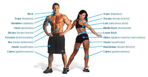 Weight-Training-Exercises-For-Each-Muscle-Group